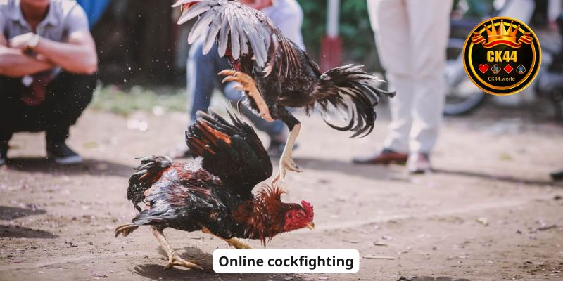Online cockfighting